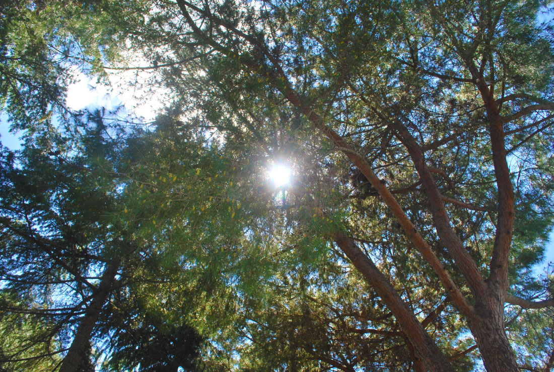 Bed Breakfast Rome Natura Appia